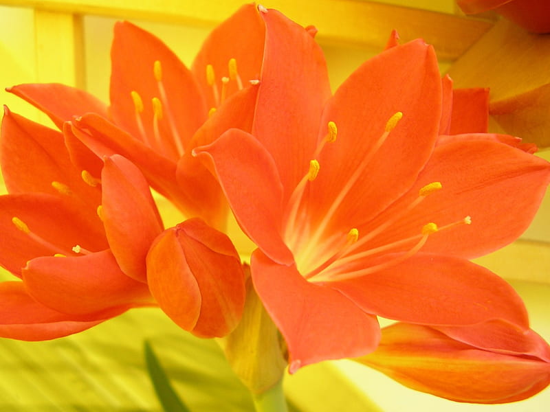 Frumusica, floare, crin, rasfat, orange, HD wallpaper
