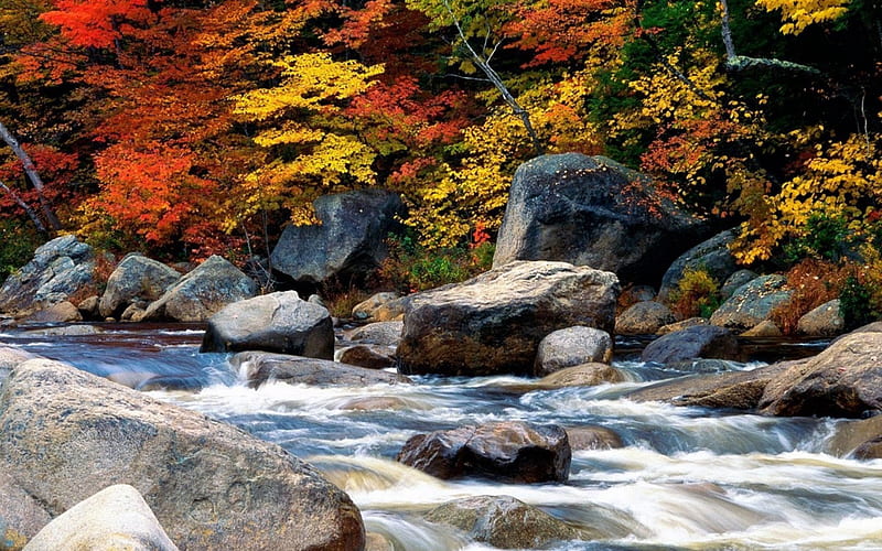 Autumn River, Fall, rocks, water, river, trees, branches, Autumn, HD  wallpaper | Peakpx