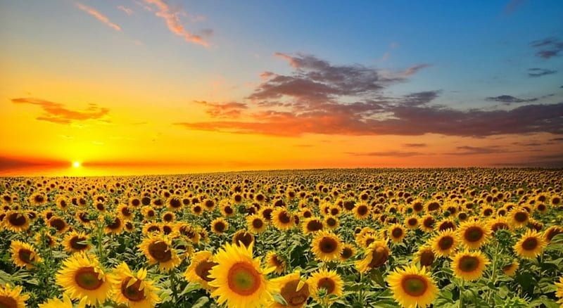 Sunflowers Field, flowers, nature, sunrise, clouds, sky, HD wallpaper