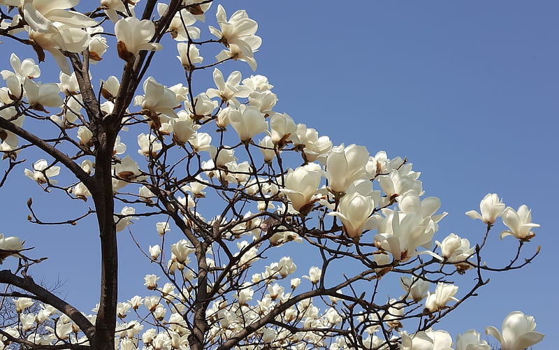 White Magnolia, magnolia, tree, blossoms, spring, white, HD wallpaper