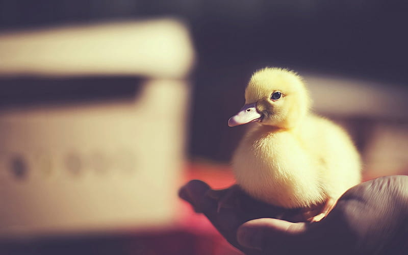 Sweet Duckling, Love, Duck, Life, bonito, Animal, Nature, HD wallpaper |  Peakpx