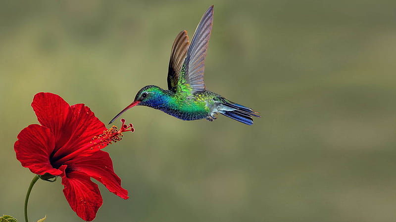 Colibrí en rojos flores exóticas aves, Fondo de pantalla HD | Peakpx