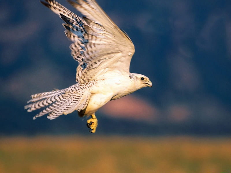 The White Peregrine Falcon, BEAUTY, FALCONS, NATURE, BIRDS, HD wallpaper