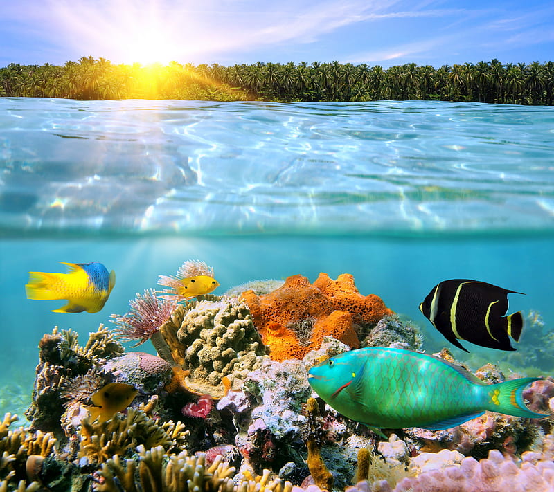 Coral Reef, coral, fishes, reef, sea, tropical, underwater, HD wallpaper
