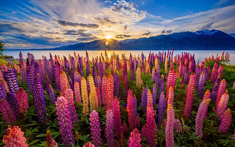 Lupins, pretty, lovely, bonito, sunset, sky, lake, rays, flowers, New Zealand, sunrise, Tekapo, field, meadow, HD wallpaper