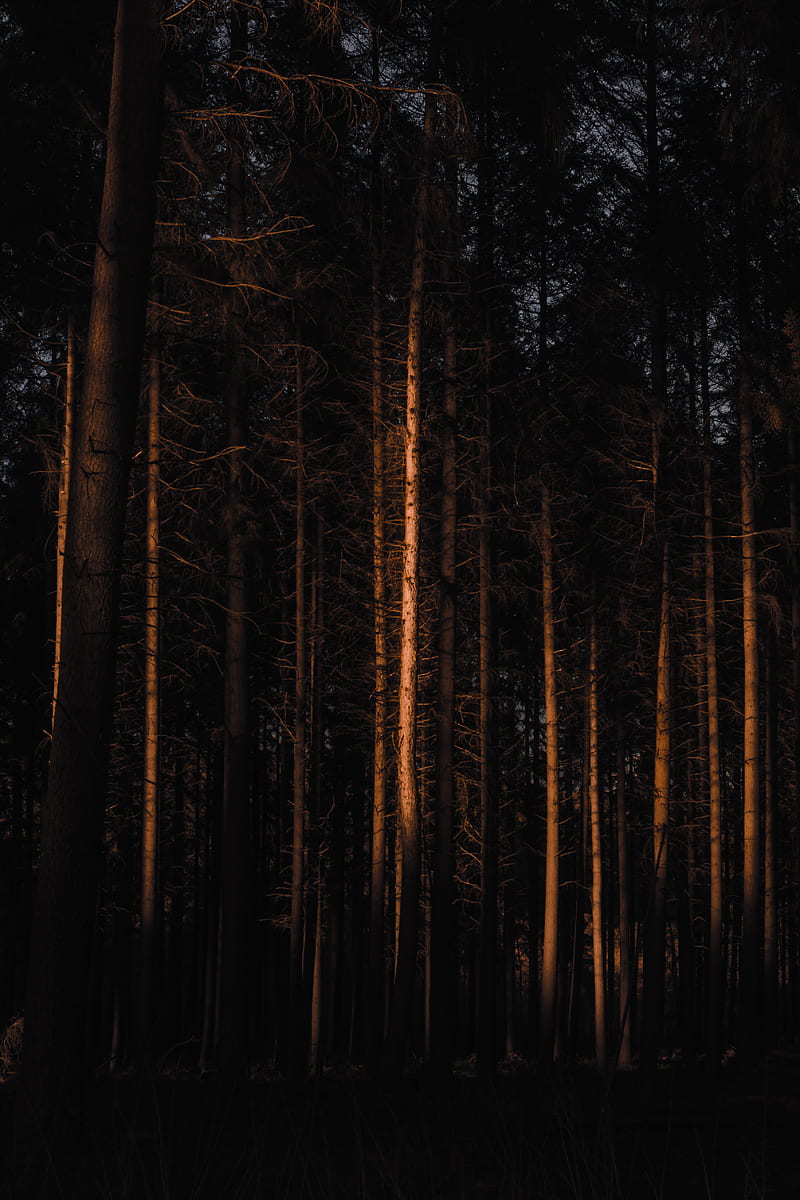 Leafless coniferous in dark forest, HD phone wallpaper