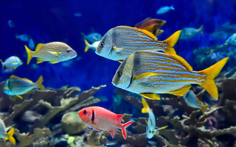 colorful fish, aquarium underwater world, fish, exotic fish, HD wallpaper
