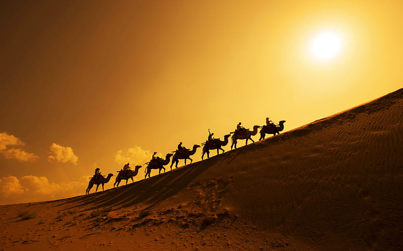 Desert Golden Camel Businessman Sunshine Silhouette, HD wallpaper