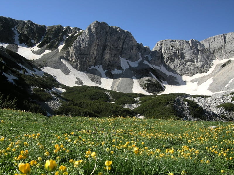 Pirin National Park, Bulgaria, national, yellow, park, sky, mountain, green, pirin, flowers, nature, field, stem, bulgaria, blue, HD wallpaper