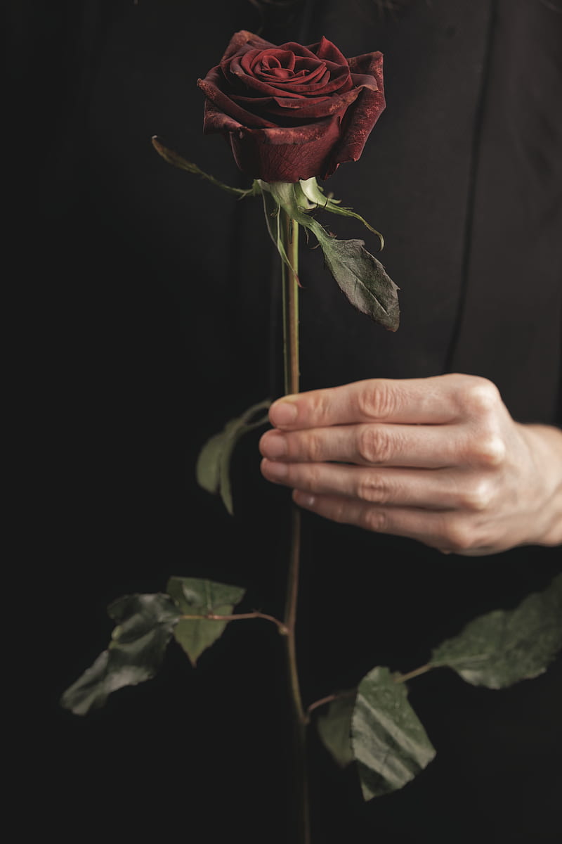 person holding red rose in dark room, HD phone wallpaper