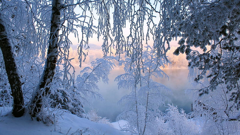 landscape, winter, nature, trees, snow, frost, HD wallpaper