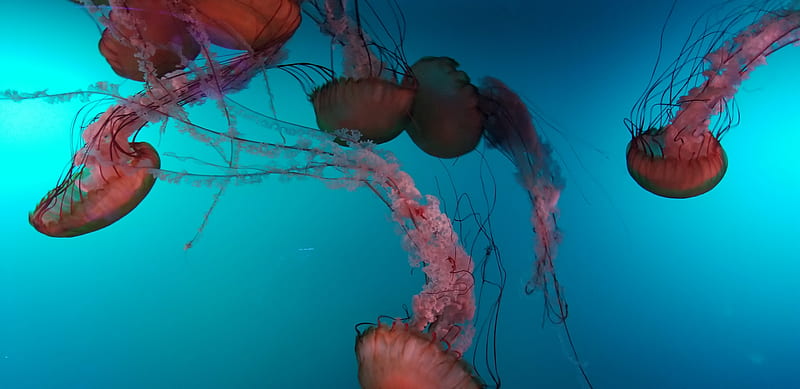 Jellyfish, aquatic, HD wallpaper
