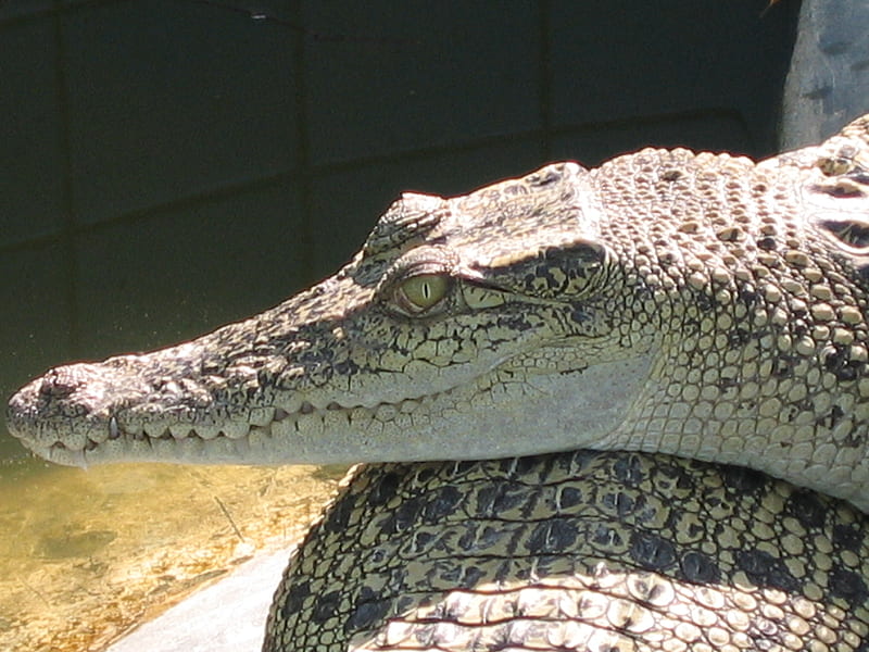 Crocodile at Thailand Farm, animals of thailand, thailand, reptile, crocodile, HD wallpaper
