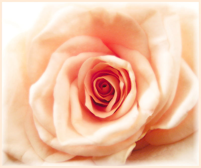 Sunday Rose, still life, close up, rose, beige red, sunday, HD wallpaper
