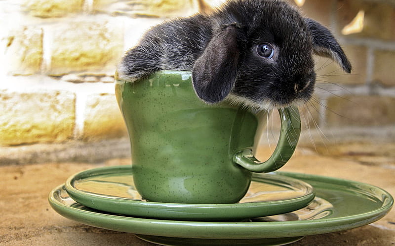 cup, baby, rabbit, animal, HD wallpaper