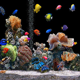 aquarium wallpaper hd 1920x1080