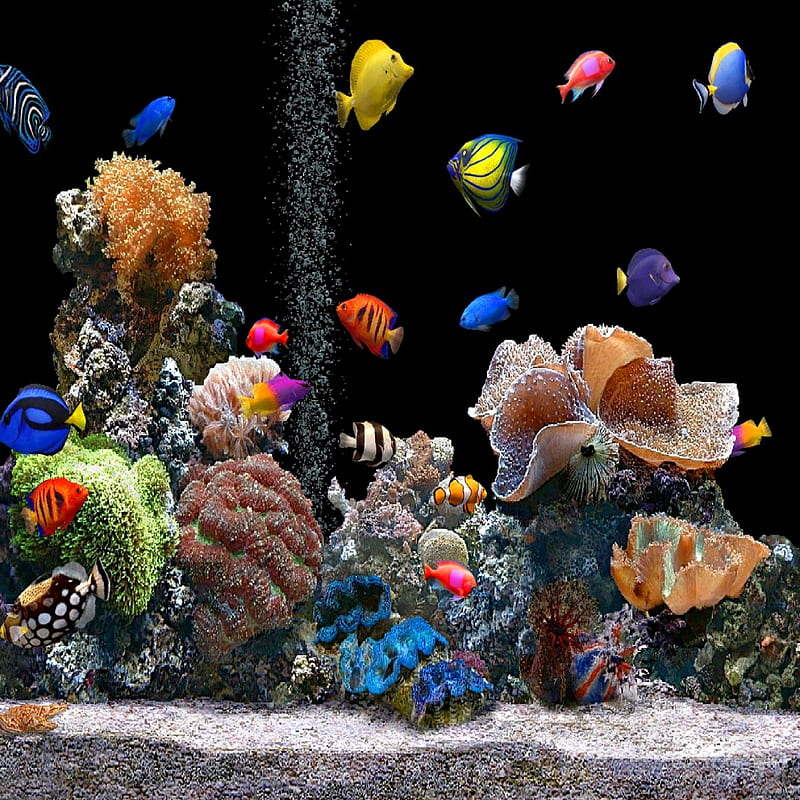 Aquarium-, aquarium, fish, HD phone wallpaper