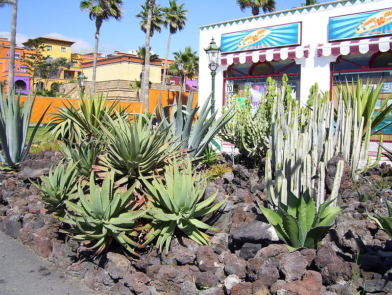 Acapulco Cactus Garden, vacation, mexico, cactus, arid, HD wallpaper