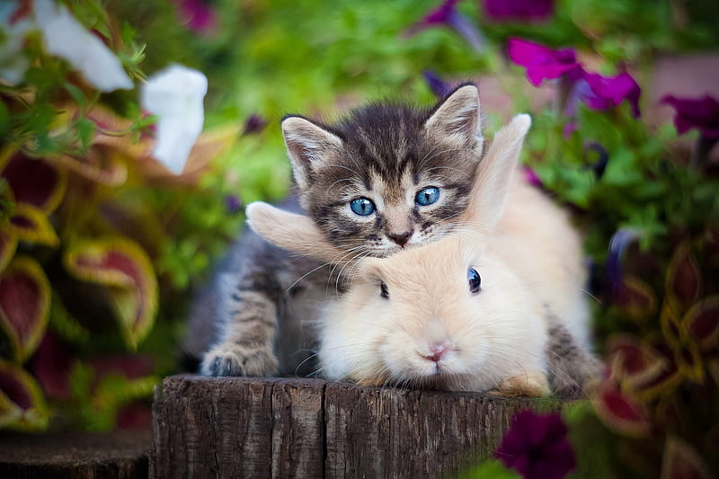 :), cute, rabbit, bunny, easter, kitten, pisici, cat, HD wallpaper