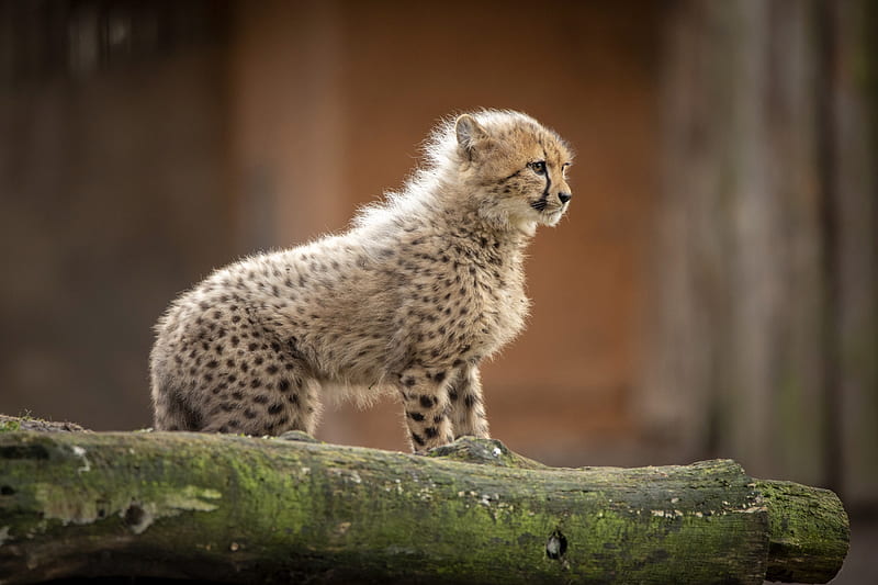 Cats, Cheetah, Baby Animal, Cub, Wildlife, HD wallpaper