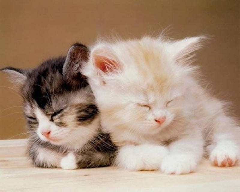 Cute sleeping kittens, kittens, cute, cats, animals, sleeping, HD ...