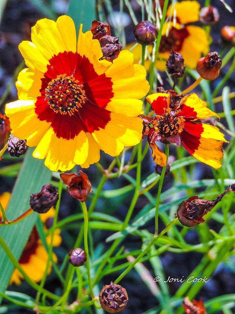 Wild Flowers, flowers orange, spring, HD phone wallpaper | Peakpx