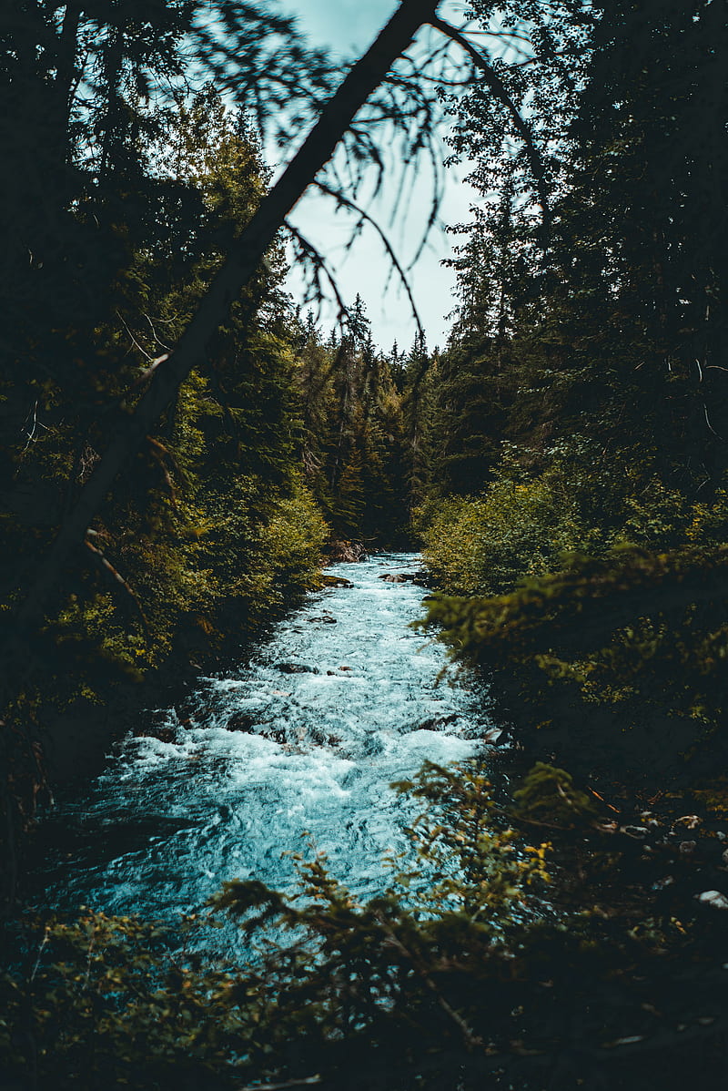 river, flow, branches, trees, HD phone wallpaper