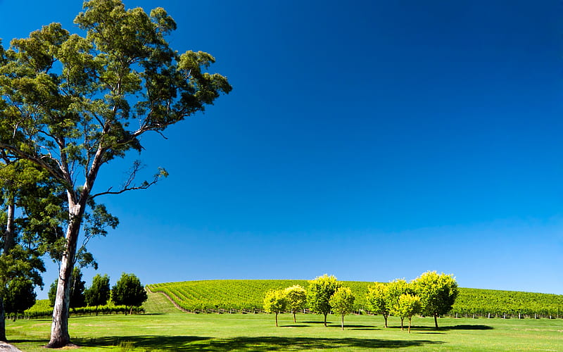 Summer Vines 2, wine, bonito, country, trees, grapes, skies, green, vines, nature, fields, blue, HD wallpaper