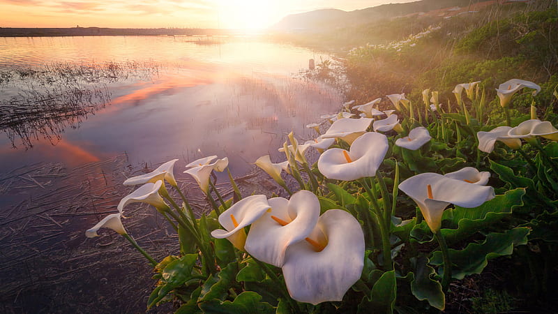 Fog Calla Lily With Dawn Near Lake Flowers, HD wallpaper