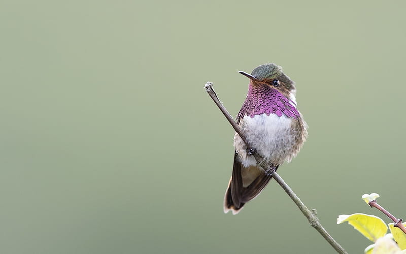 Hummingbird, bird, pink, pasare, cute, colibri, HD wallpaper