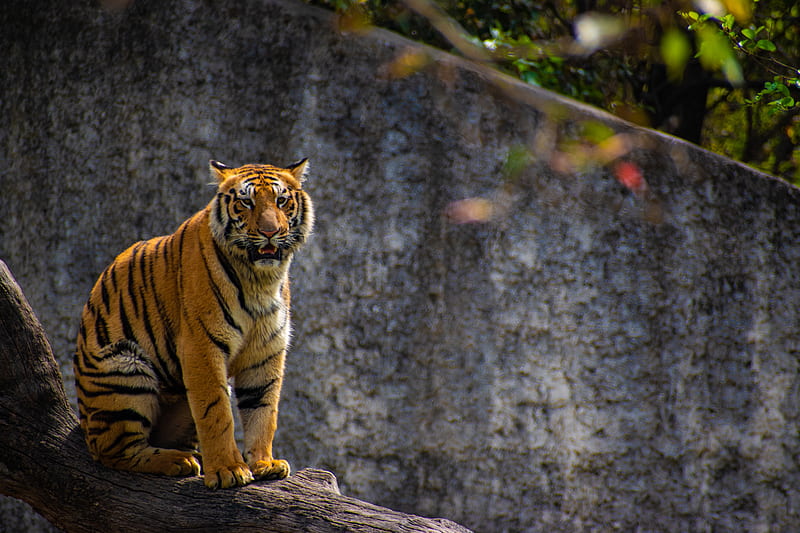 tiger, predator, big cat, tree, HD wallpaper