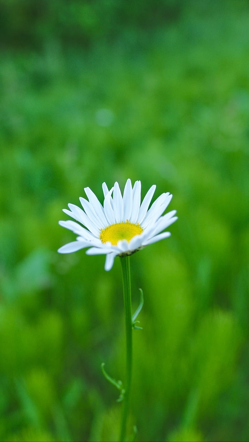 wallpaper 3d flower