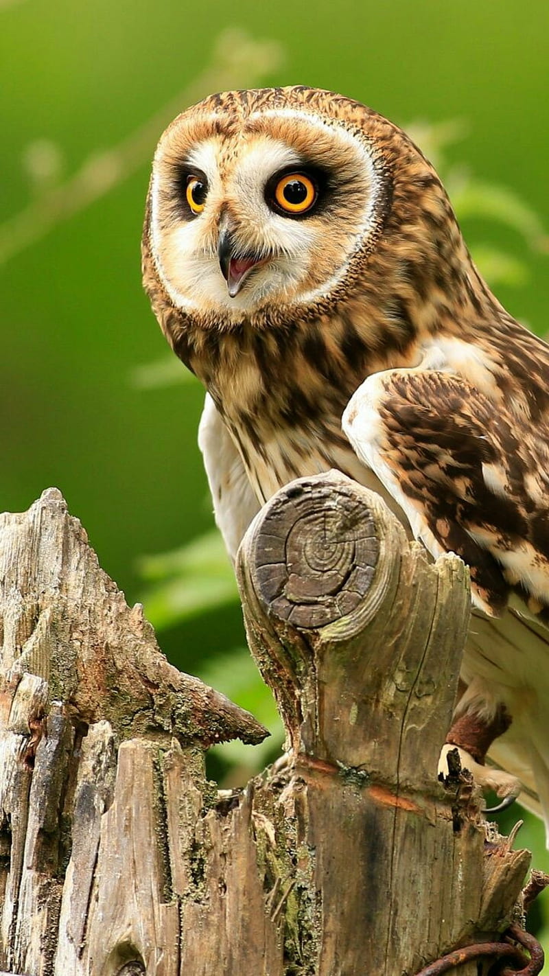 Owl, animals, bature, owls, HD phone wallpaper | Peakpx