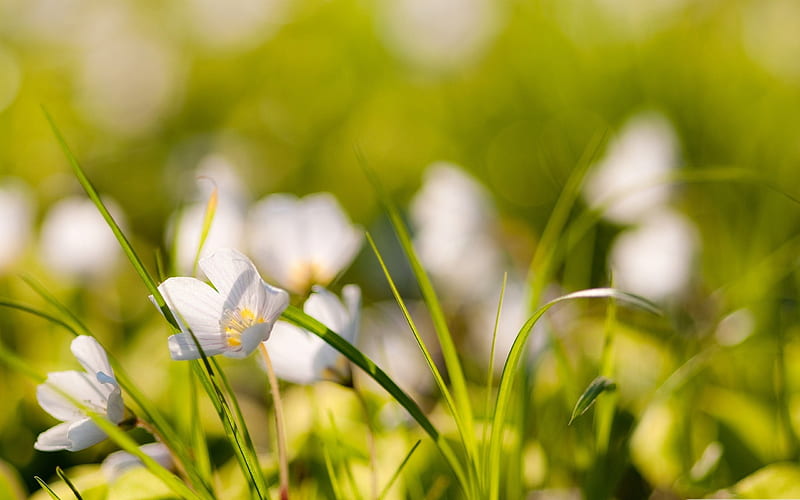 white flowers meadow-Flower, HD wallpaper