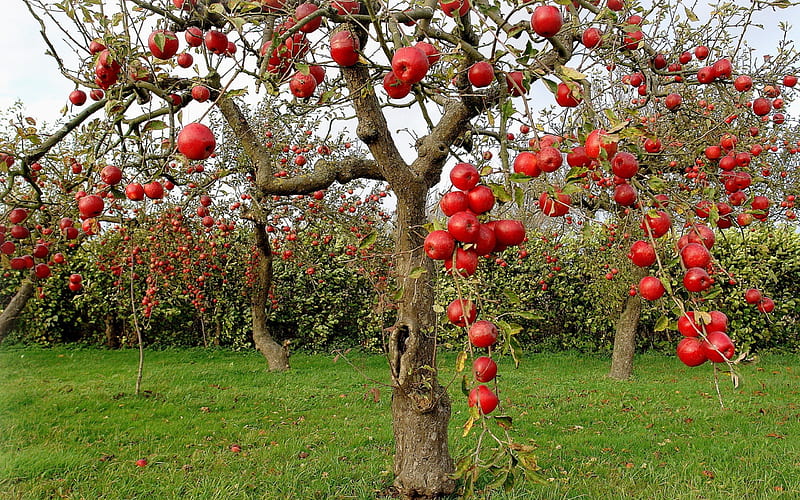 Autumn Red Apples, red, autumn, tree, apples, trees, HD wallpaper