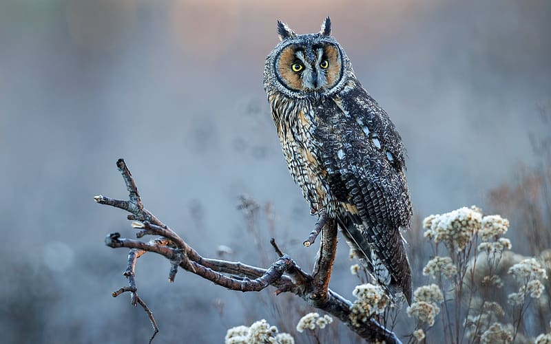 Long-eared Owl, mist, branch, flowers, owl, HD wallpaper