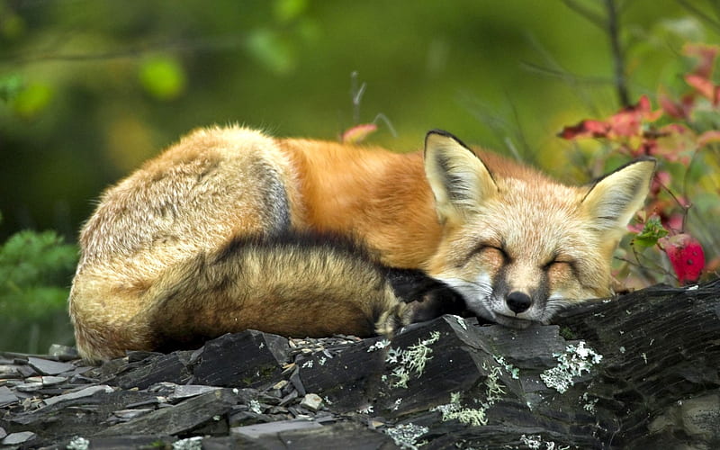 sleeping red fox-Fun Animal, HD wallpaper
