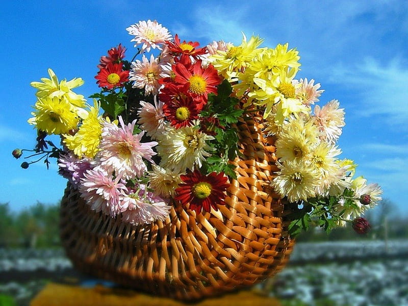 Basket with multicolor chrysanthemum, red, autumn, chrysanthemum, yellow, Multicolor, ulticolor, basket, flowers, nature, white, HD wallpaper