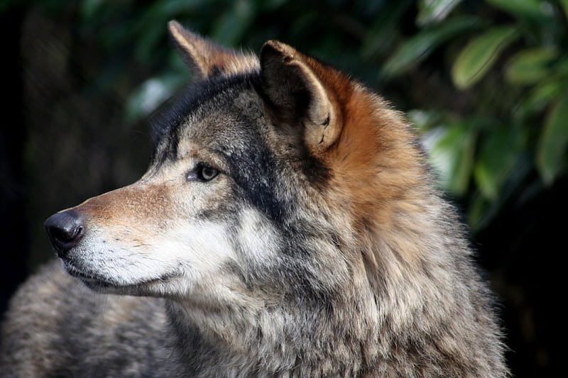 Серые волки отзывы. Евразийский волк. Grey Wolf Breeds.