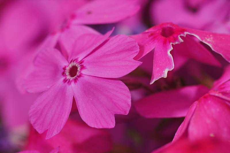 phlox, flower, pink, macro, HD wallpaper