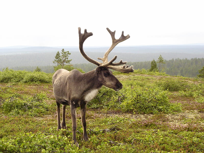 caribou, antlers, field, deer, animal, HD wallpaper
