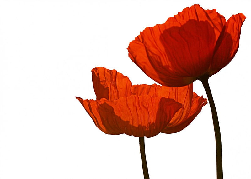 Poppies on white, red, poppy, may, poppies, flower, june, HD wallpaper