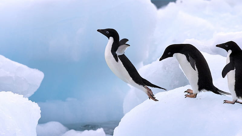Penguins, ice, 2, wanting to fly, HD wallpaper