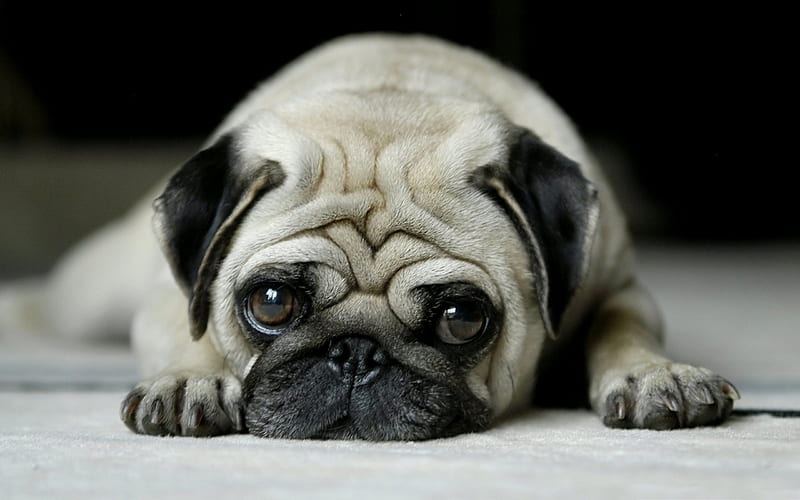 Lonely Little Pug, pet, black ears, lonely, pug, large eyes, dog, animal, HD wallpaper