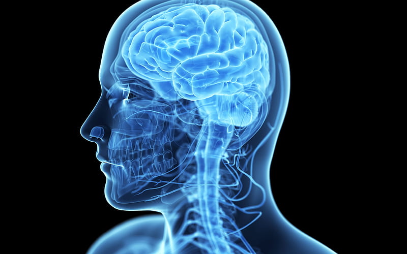 human brain, concepts, medicine, x-ray of the brain, anatomy, 3d person, HD wallpaper