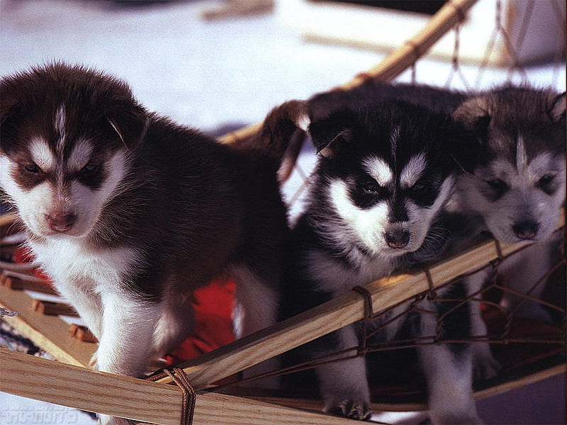 Husky, siberian husky, puppies, cachorro, puppy, dog, animal, HD wallpaper