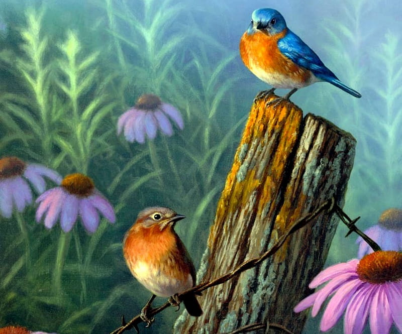 Bluebird Haven, fence, purple coneflowers, bluebirds, birds, flowers, branch, fog, log, HD wallpaper