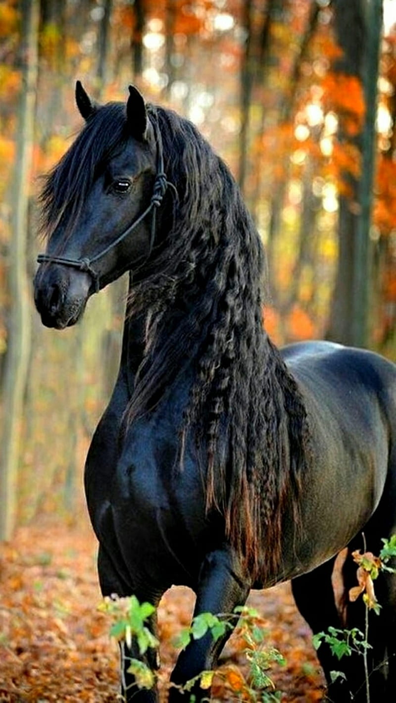 Frisón, caballo, caballo negro, otoño, equino, Fondo de pantalla de  teléfono HD | Peakpx