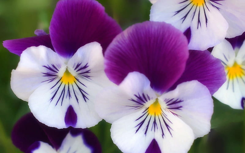 purple pansies-Flower, HD wallpaper