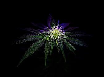420, beauty, black, cannabis, lit, marijuana, plant, pot, smoke, HD wallpaper